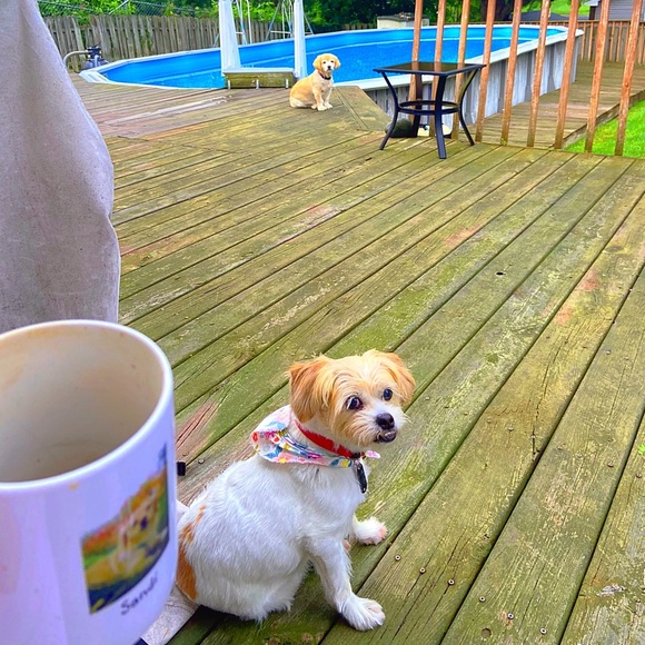 Women’s Bali Studio Sleeveless Dress - Picture 7 of 7